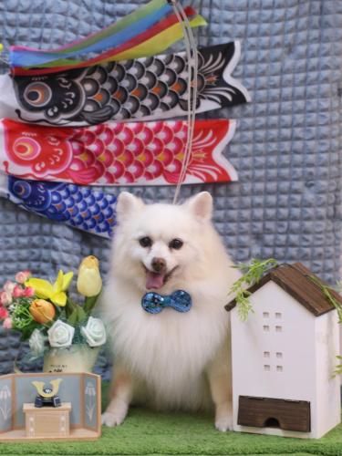 20230526キナコちゃん